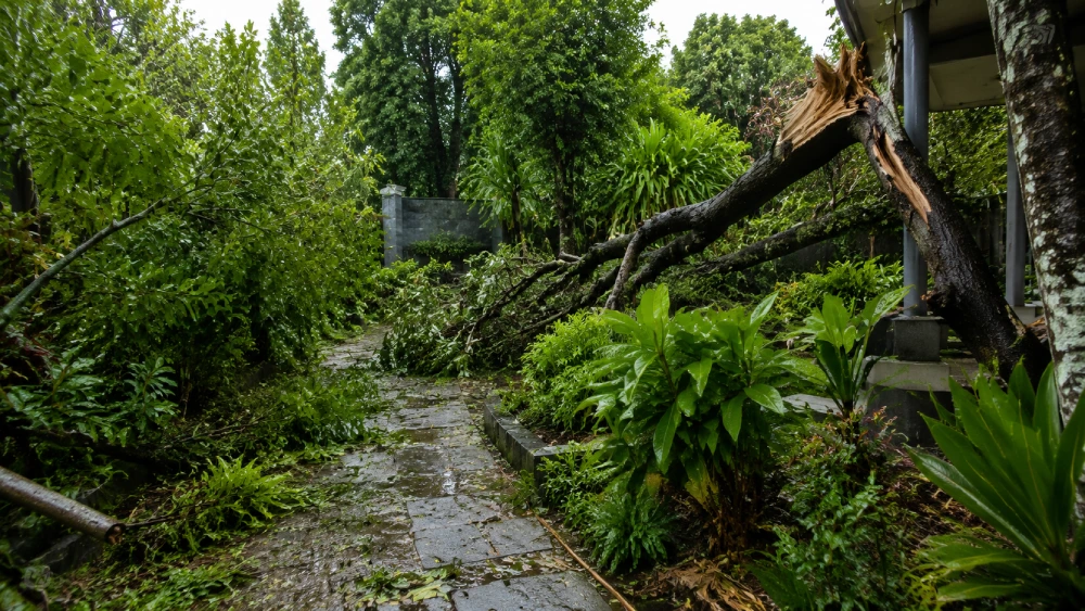 Storm Damage Garden Recovery Management Steps