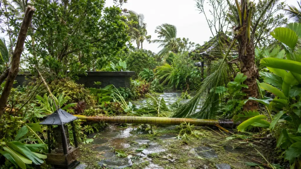 Storm Damage Garden Recovery Management in Phuket
